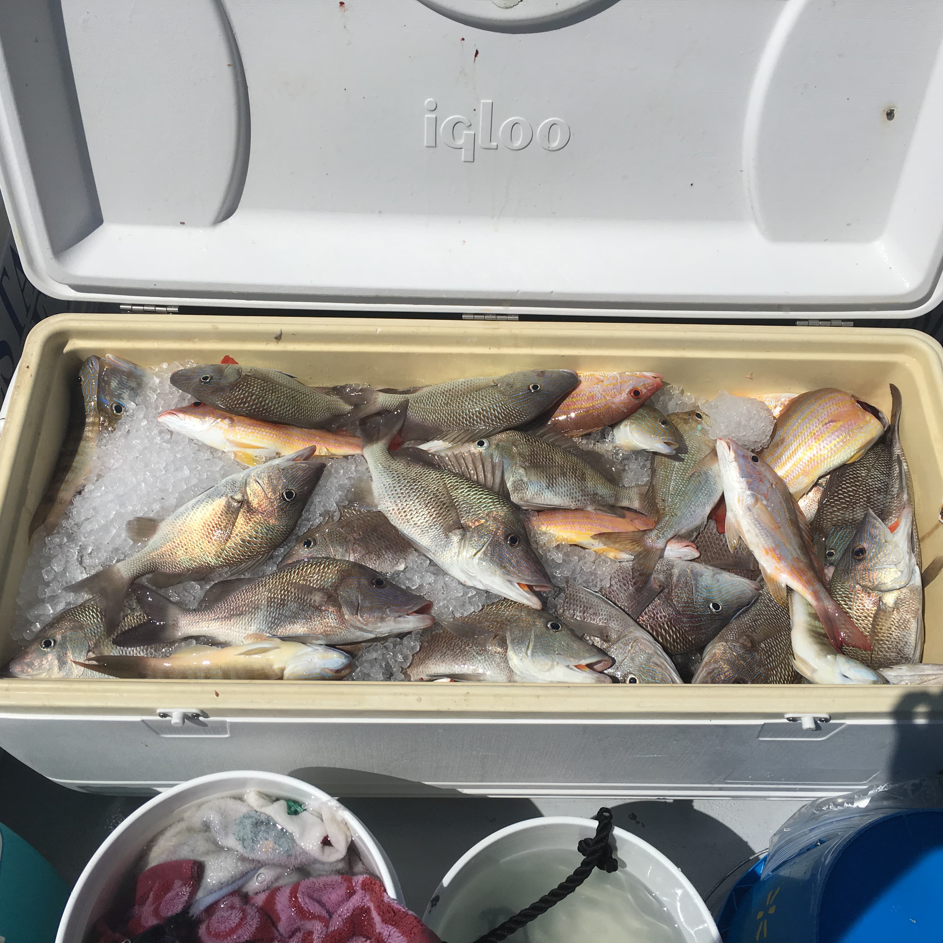 The day's catch on ice
