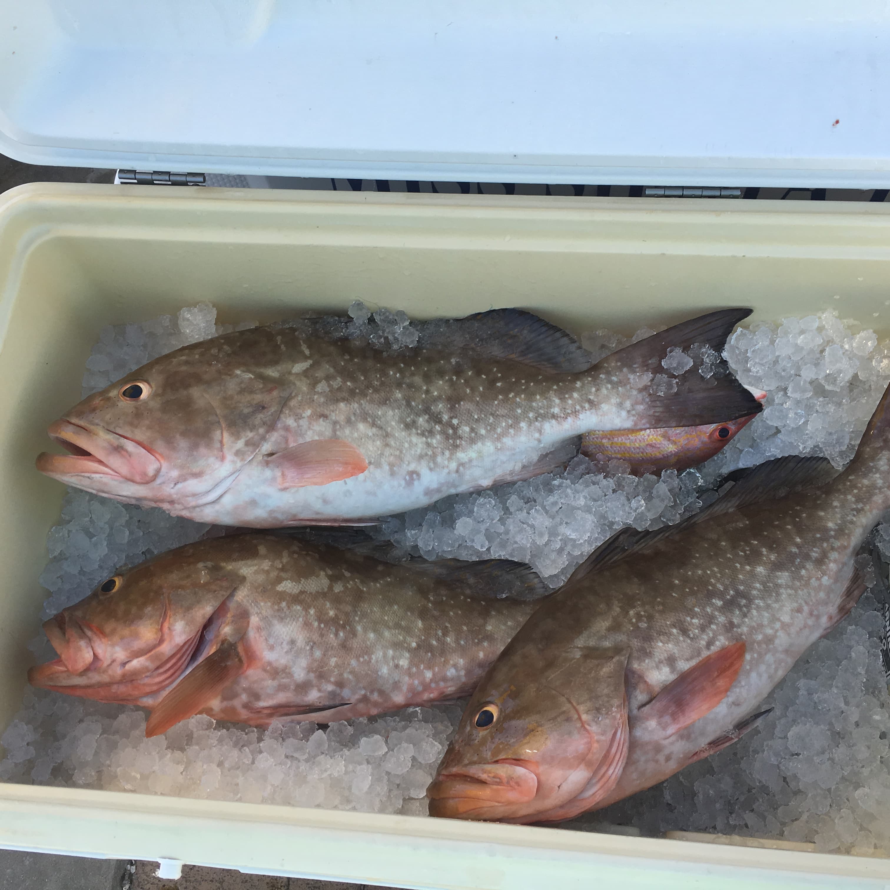 Grouper from the day's catch, iced at the dock
